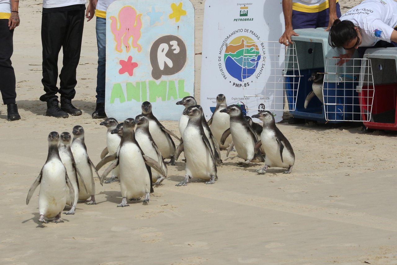 Soltura de pinguins em Florianópolis pelo Projeto de Monitoramento de Praias da Bacia de Santos (PMP-BS)